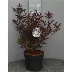 Juoduogis šeivamedis - Sambucus nigra BLACK BEAUTY