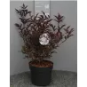 Juoduogis šeivamedis - Sambucus nigra BLACK BEAUTY