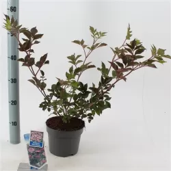 Juoduogis šeivamedis - Sambucus nigra BLACK BEAUTY