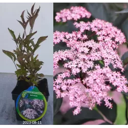Elderberry - Sambucus nigra BLACK BEAUTY