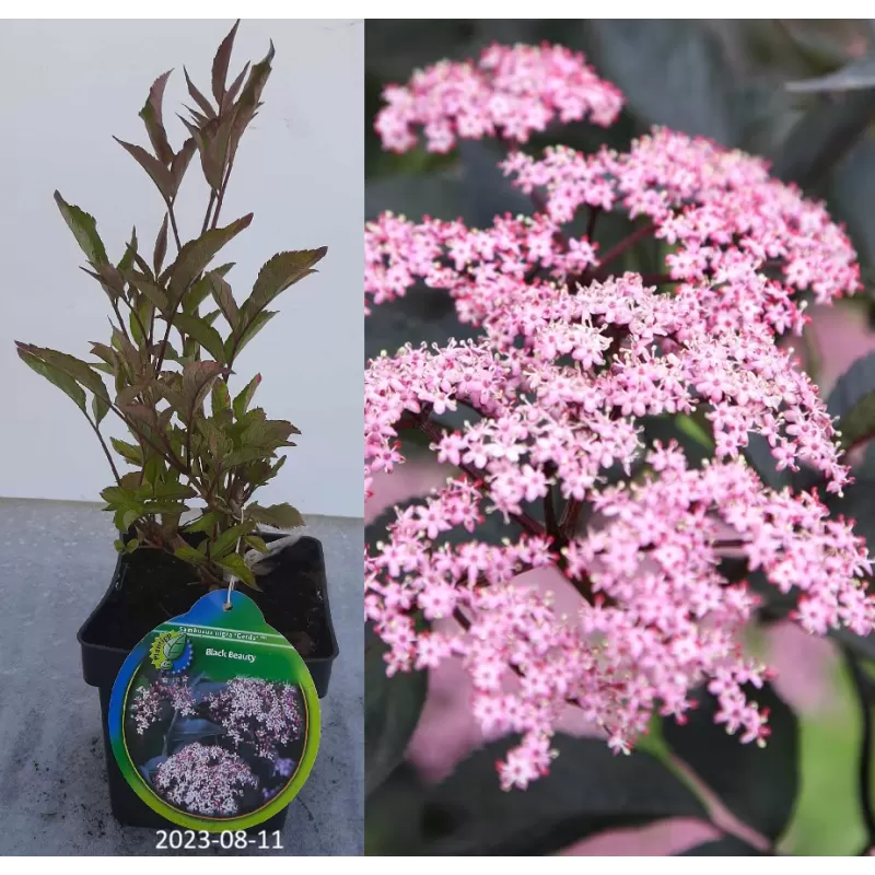 Elderberry - Sambucus nigra BLACK BEAUTY