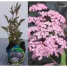 Elderberry - Sambucus nigra BLACK BEAUTY