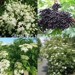 Juoduogis šeivamedis - Sambucus nigra SAMPO