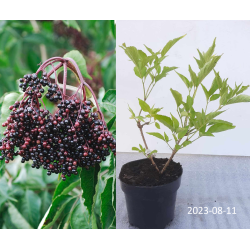 Elderberry - Sambucus nigra SAMPO