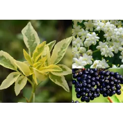 Elderberry - Sambucus nigra MADONNA