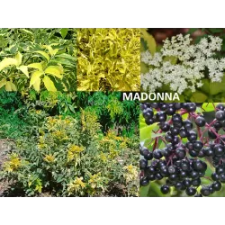 Juoduogis šeivamedis - Sambucus nigra MADONNA