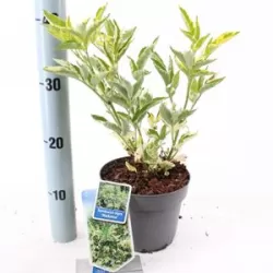 Juoduogis šeivamedis - Sambucus nigra MADONNA