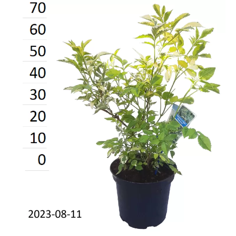 Juoduogis šeivamedis - Sambucus nigra MADONNA