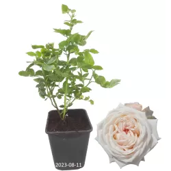 Rožė - Rosa MADAME ANISETTE ®