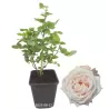 Rosa MADAME ANISETTE ®