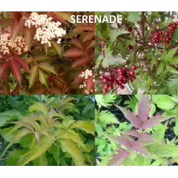 Elderberry - Sambucus x strumpfii SERENADE