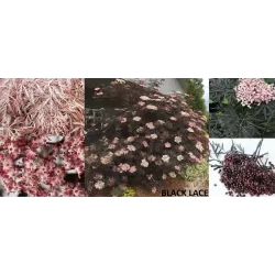 Juoduogis šeivamedis Black Lace su pristaymu į namus