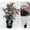 Juoduogis šeivamedis - Sambucus nigra BLACK LACE