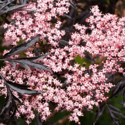 Juoduogis šeivamedis - Sambucus nigra BLACK LACE