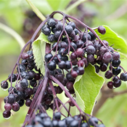 Elderberry - Sambucus nigra RIESE VON VISSLOCH