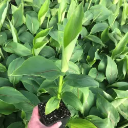 Japoninis bananmedis (bananas) - Musa basjoo