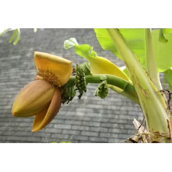 Japoninis bananmedis (bananas) - Musa basjoo