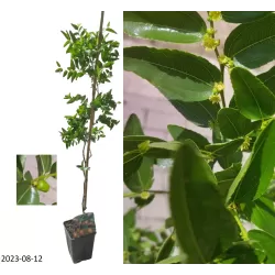 Jujube - Ziziphus jujuba