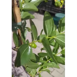 Jujube - Ziziphus jujuba