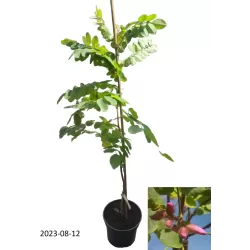 Plaukuotoji robinija - Robinia hispida Macrophylla
