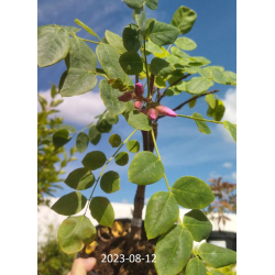 Plaukuotoji robinija - Robinia hispida Macrophylla