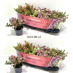 Bruknuolė - Gaultheria mucronata (pernettya) MIX