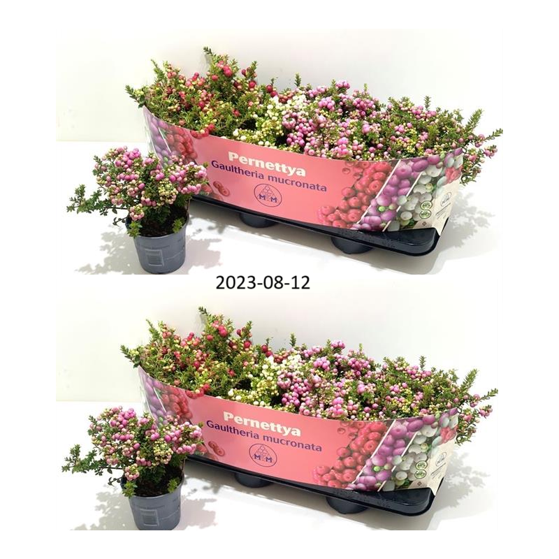 Bruknuolė - Gaultheria mucronata (pernettya) MIX