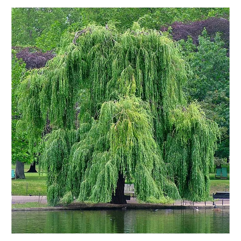 Svyruoklinis gluosnis - Salix alba Tristis RESISTENTA