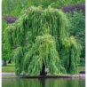 Weeping golden willow - Salix alba Tristis RESISTENTA