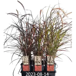 Šėriuotoji soruolė - Pennisetum advena FIREWORKS