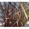 Šėriuotoji soruolė - Pennisetum advena FIREWORKS
