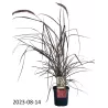 Šėriuotoji soruolė - Pennisetum advena FIREWORKS