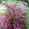 Šėriuotoji soruolė - Pennisetum advena FIREWORKS