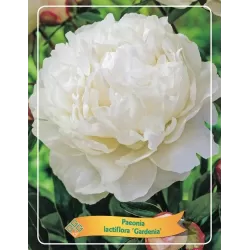 Bijūnas - Paeonia lactiflora GARDENIA