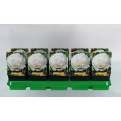 Paeonia lactiflora GARDENIA