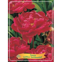 Paeonia lactiflora  KARL ROSENFIELD