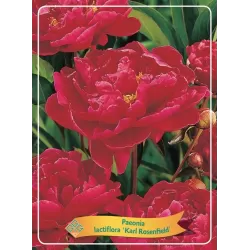 Paeonia lactiflora KARL ROSENFIELD