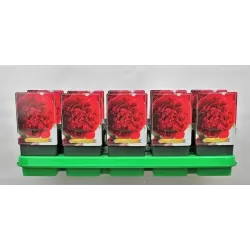 Paeonia MANY HAPPY RETURNS