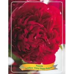 Bijūnas - Paeonia MANY HAPPY RETURNS