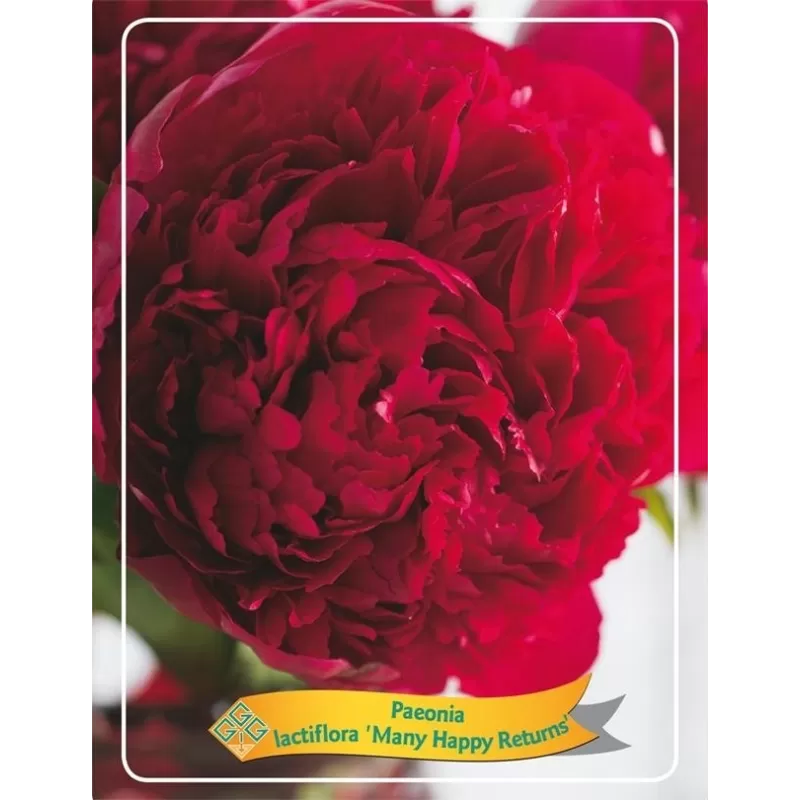 Paeonia MANY HAPPY RETURNS