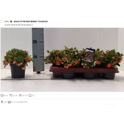 Gaultheria procumbens BIG BERRY