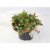 Gaultheria procumbens BIG BERRY