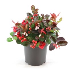 Šliaužiančioji bruknuolė - Gaultheria procumbens BIG BERRY - pristatome nuo rugpjūčio pab.