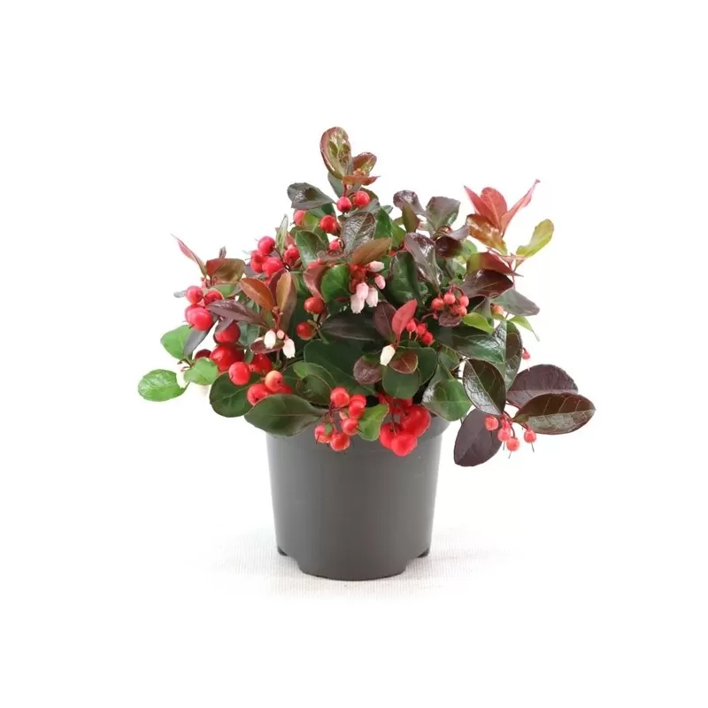 Gaultheria procumbens BIG BERRY