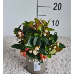 Gaultheria procumbens BIG BERRY