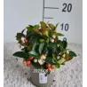 Gaultheria procumbens BIG BERRY