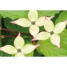 Japoninė sedula - Cornus kousa WIETINGS SELECT