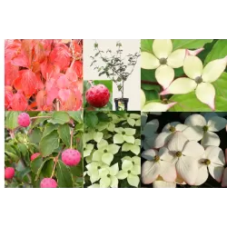 Japoninė sedula - Cornus kousa WIETINGS SELECT