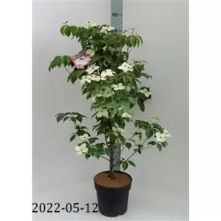 Japoninė sedula - Cornus kousa WIETINGS SELECT