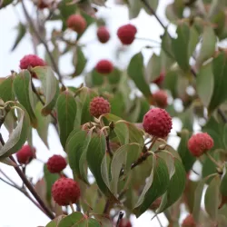 Japoninė sedula - Cornus kousa WIETINGS SELECT
